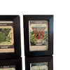 Four framed Fredonia seed packets