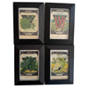 Four framed Fredonia seed packets