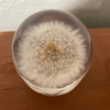 Vintage lucite dandelion paperweight