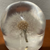 Vintage lucite dandelion paperweight