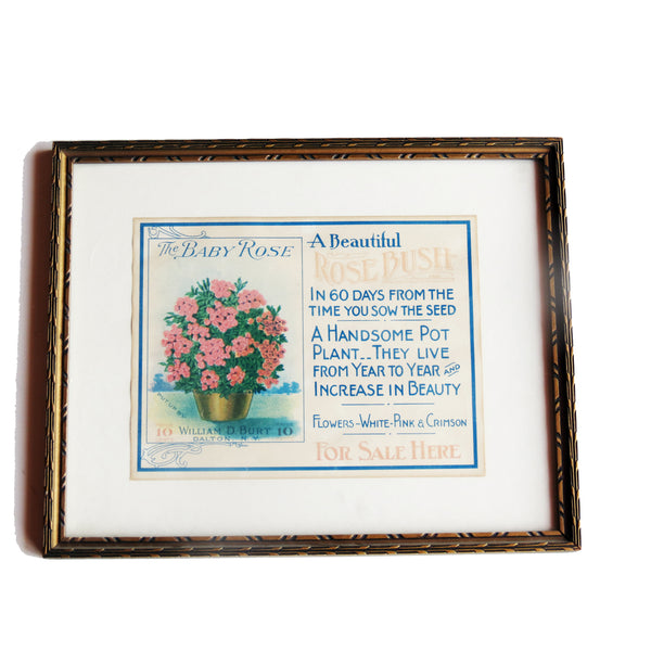 Vintage William Burt "Rose Bush" advertisement, framed (c 1910) - Selective Salvage